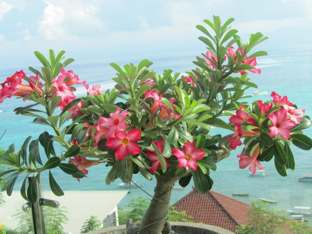 Lembongan Harmony Villas Rum bild